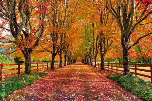 Tree line driveway showing dramatic Fall colors