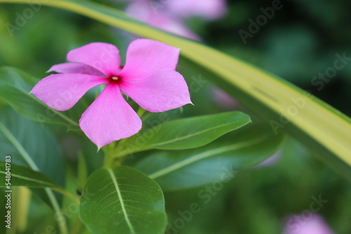 flower in the garden
