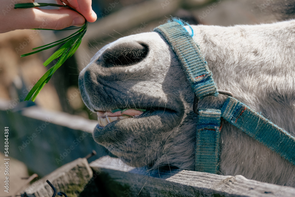 A pony eating grass with its teeth. An animal behind the farm, a donkey and a horse in the countryside