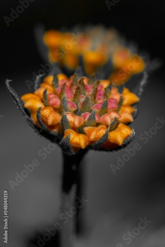 Vertical closeup of orange and red Edgeworthia chrysantha flower in the dark photo