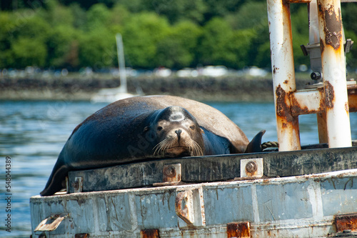 Stellar Sea Lion Rests on Navigation Buoy, Puget Sound, Washington State photo