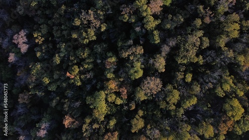 Overhead drone shot of a thick forested area