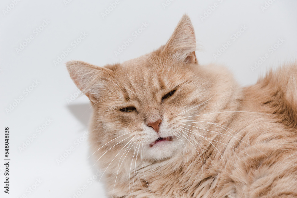 Very funny ginger cat. Portrait of a funny red cat with golden eyes isolated on white. Fluffy cute domestic pet