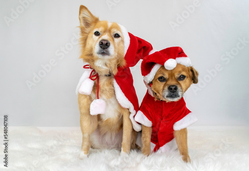 Cute dog wearing red santa costume for Christmas © Tracy