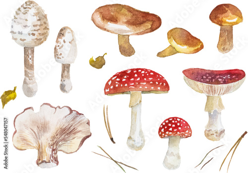 Watercolor autumn mushrooms isolated on white