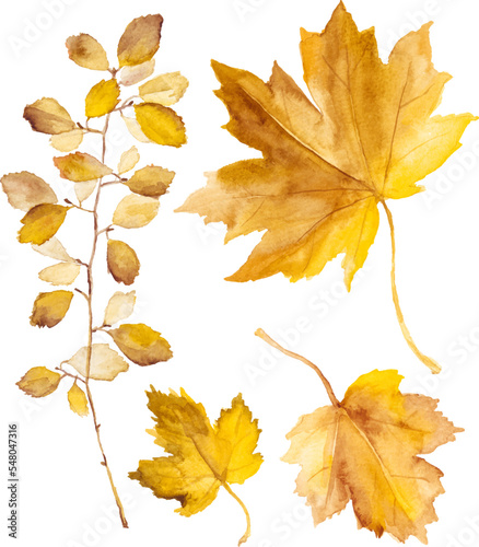 Watercolor autumn leaves isolated on white