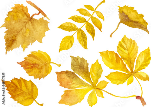 Watercolor autumn leaves isolated on white