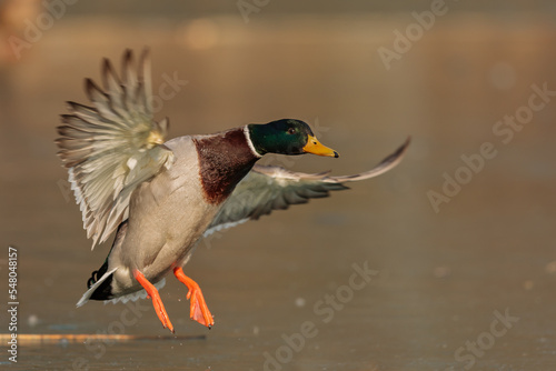 The mallard or wild duck (Anas platyrhynchos) detail of landing on ice © michal