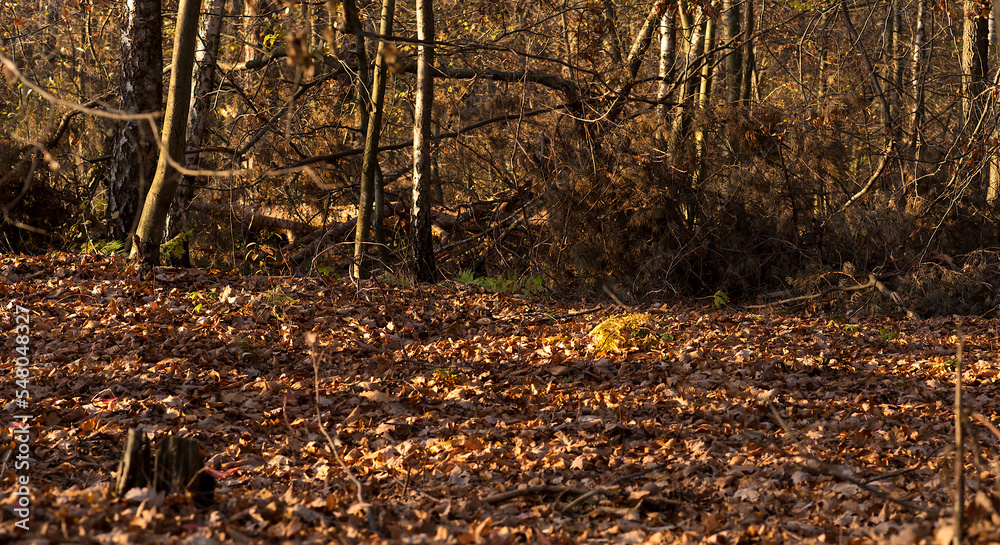 Jesienny las oświetlony promieniami zachodzącego słońca . Gruby dywan opadłych bukowych liści w złotobrązowej barwie  - obrazy, fototapety, plakaty 