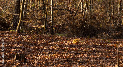Jesienny las oświetlony promieniami zachodzącego słońca . Gruby dywan opadłych bukowych liści w złotobrązowej barwie 