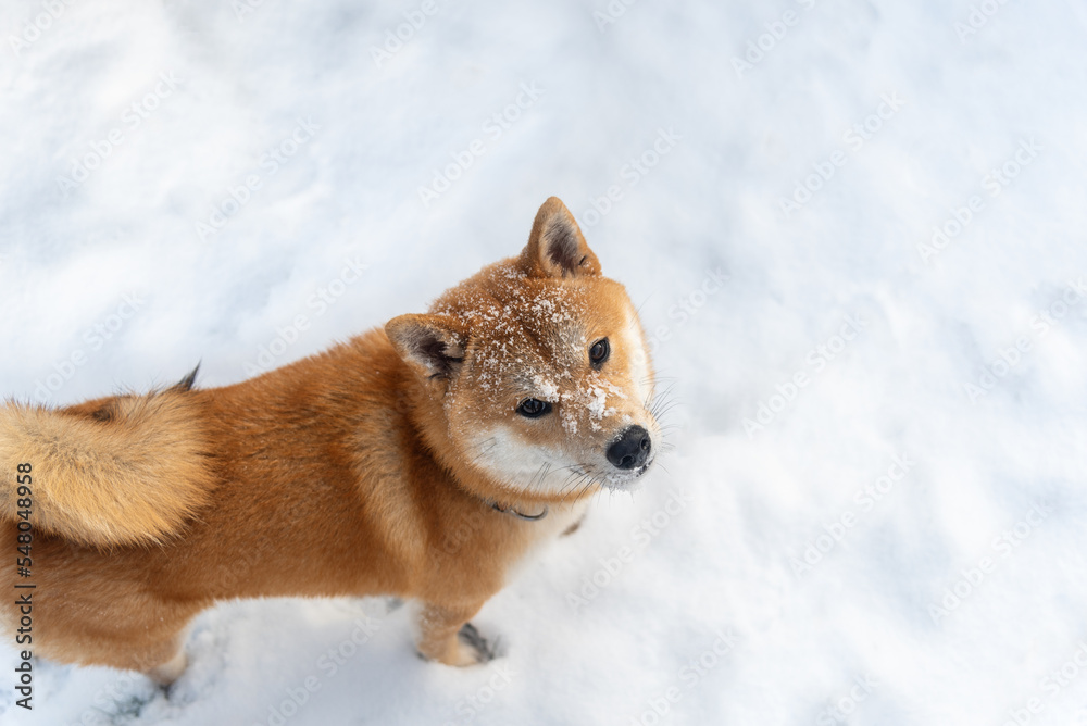 Shiba inu dog in winter. Face covered with snow.