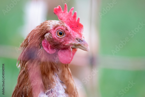 Cuadro en lienzo Red head hen in macro head shot view shows details of chicken beak and red cocks