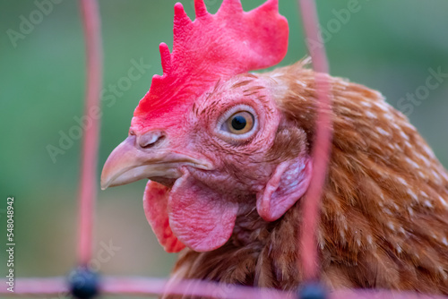 Bild auf Leinwand Red head hen in macro head shot view shows details of chicken beak and red cocks