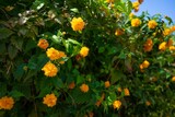 Kerria japonica shrub with yellow rose-like flowers