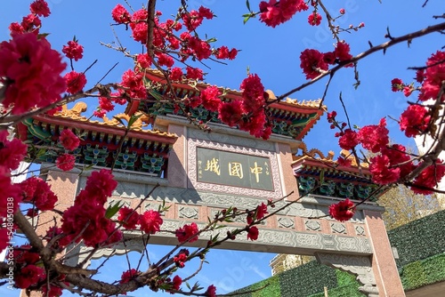 chinese arch at Chinatown, Buenos Aires, with pink peach blossom (Prunus persica)