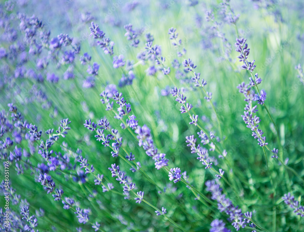 Naklejka premium Selective and soft focus on lavender flower, beautiful lavender flower in summer