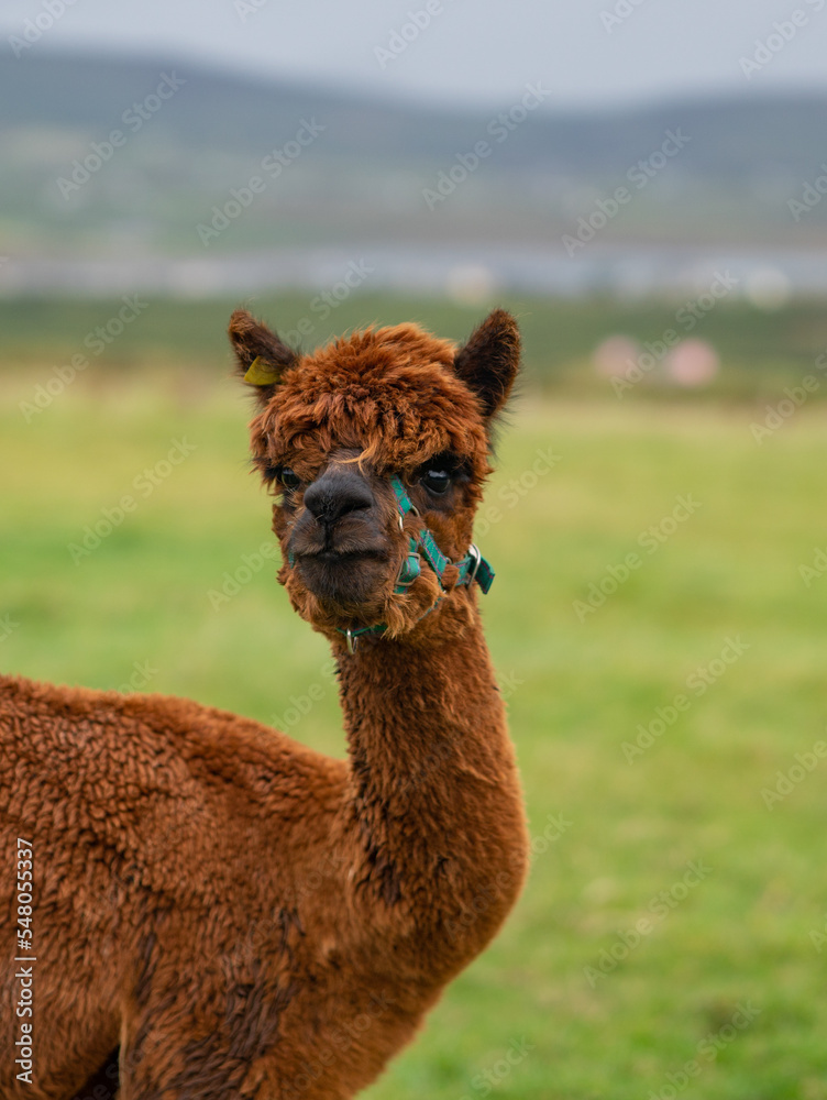 Obraz premium Brown alpaca on the grass, Ireland