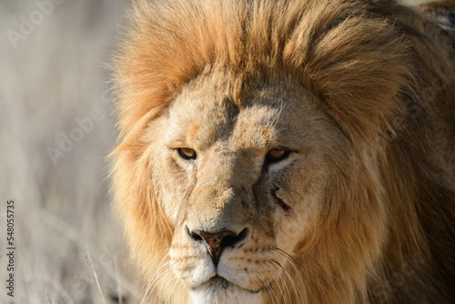 Fototapeta Naklejka Na Ścianę i Meble -  Portrait of lion at zoo