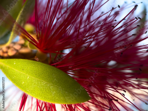 Calistemon Citrinus aka Bottlebrush Tree photo