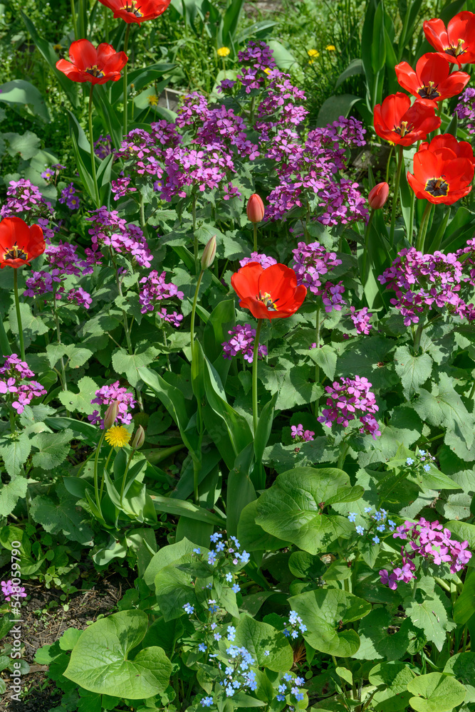 Multicolor flower bed with tulips and Lunaria at backyard.