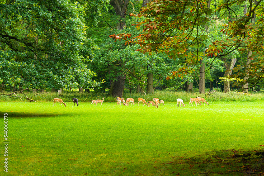 Obraz premium A herd of deer feeding on fresh grass in a green meadow in a wildlife park in Germany