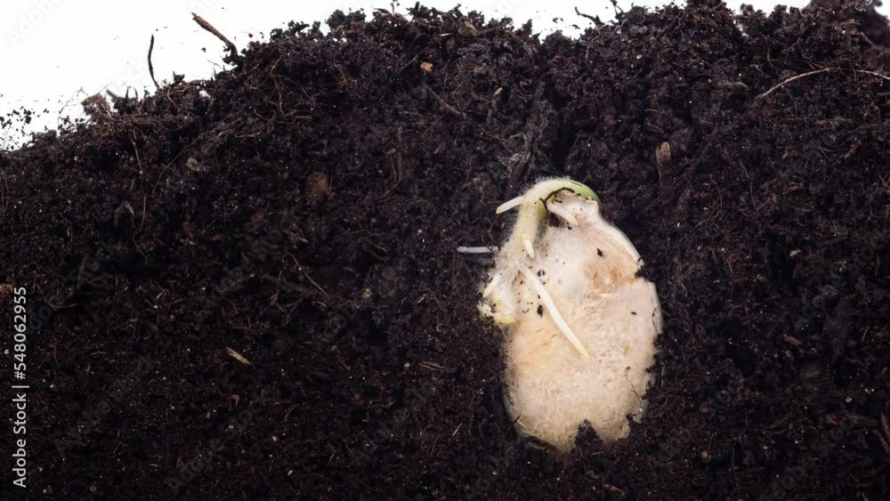 Sequence of pumpkin plant germinating filmed in macro timelapse against white background. Isolated view of the young vegetable appearing from the seed under the ground. Evolution of the gourd
