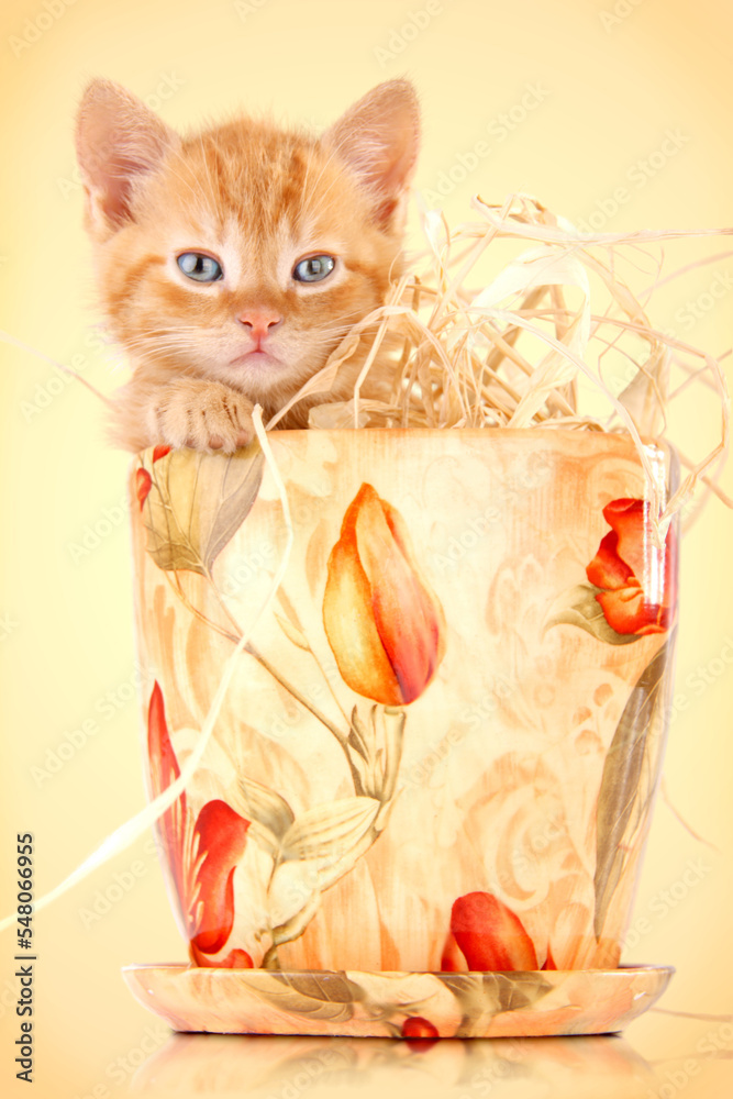 Wyglądający z doniczki rudy kot z niebieskimi oczami  - obrazy, fototapety, plakaty 