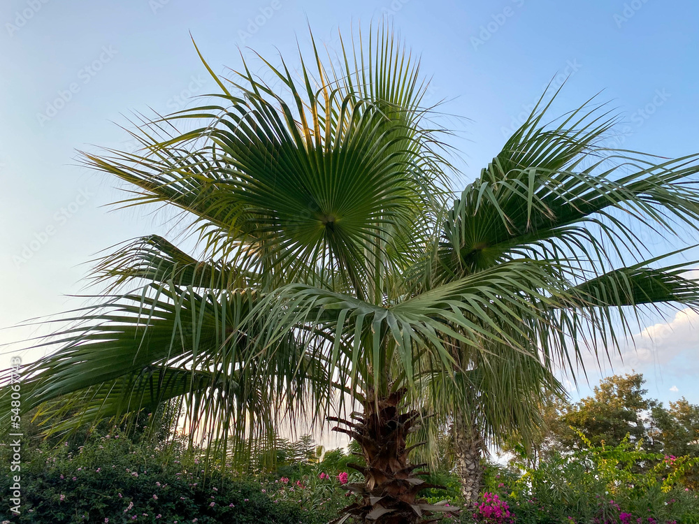 Obraz premium Beautiful palm trees with green fluffy sweeping juicy large leaves against the blue sky in a tourist warm eastern tropical country southern resort. Back background, texture