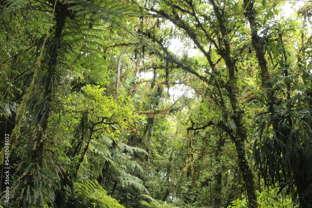 Fototapeta premium forest in the morning