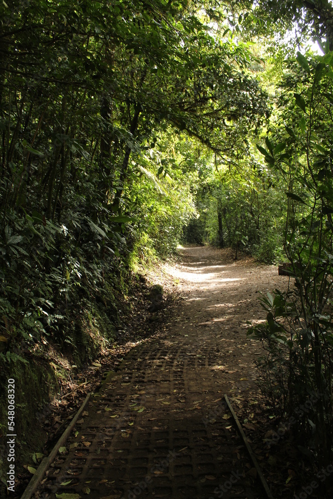 Fototapeta premium path in the woods