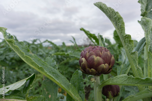 Very long leaf and Purple Artichoke in the fields of Sardinia.