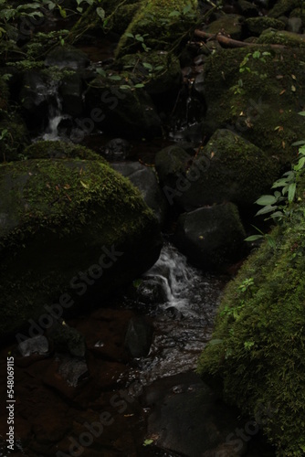 stream in the forest