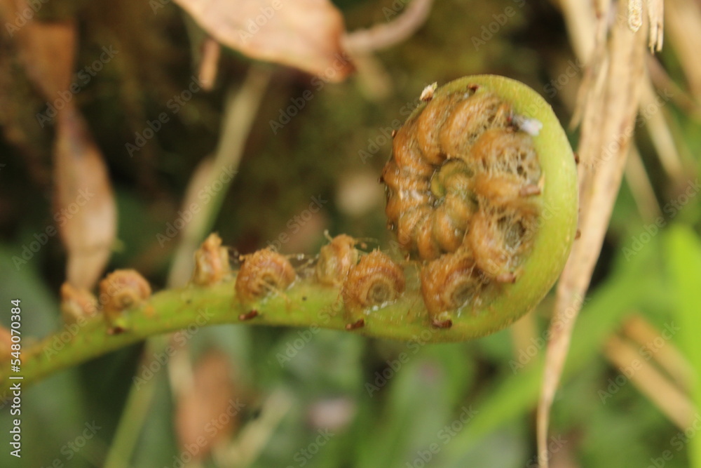 caterpillar on a leaf