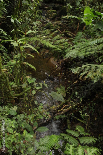 stream in the woods