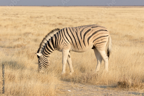 A picture of a zebra
