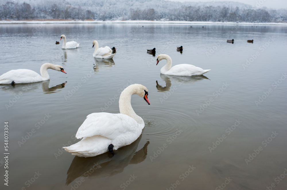 white swans group on the lake swim well under the bright sun white swans group on the lake swim well under the bright sun