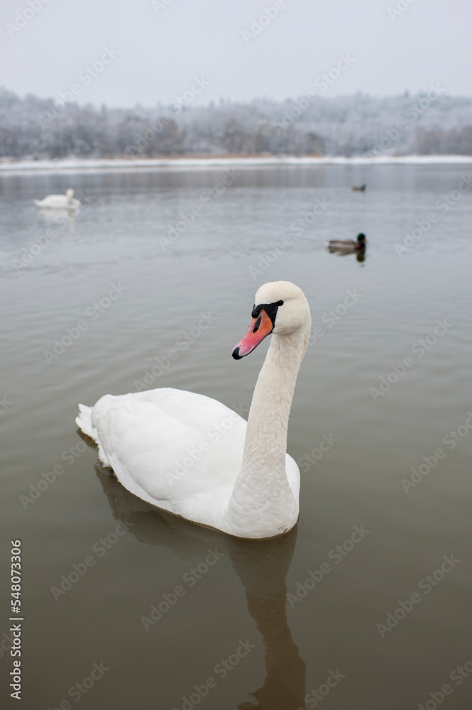 A white majestic swan floats in front of a wave of water. Young swan in the middle of the water. Drops on a wet head. A white majestic swan floats in front of a wave of water. Young swan in the middle of the water. Drops on a wet head.