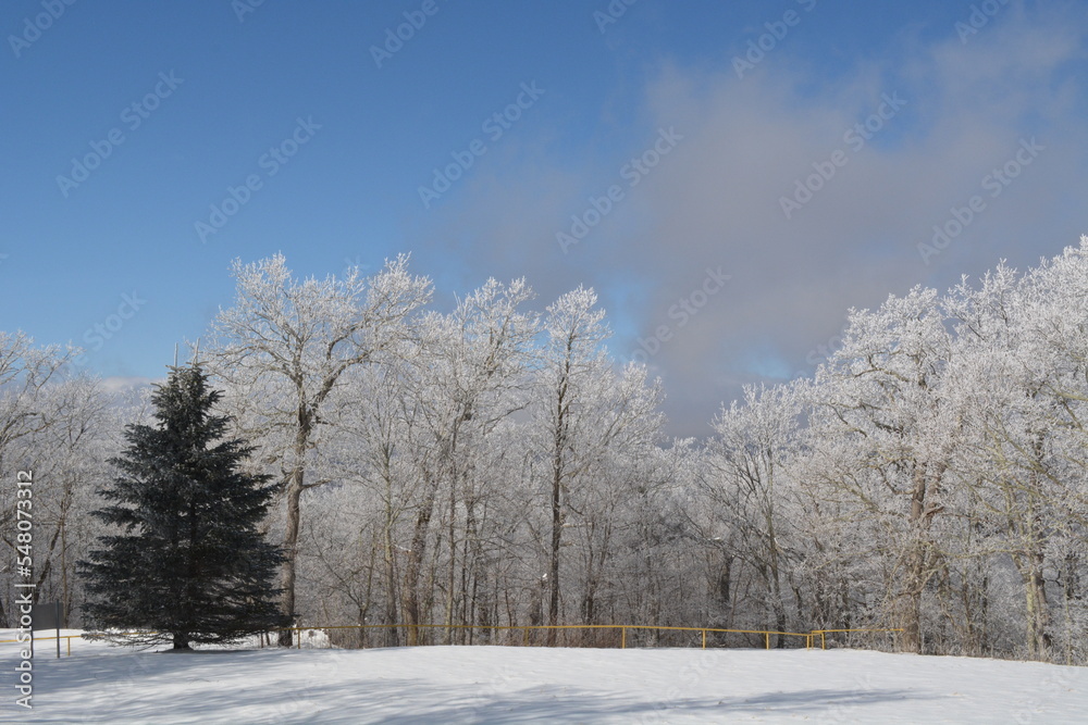 Boone In Snow Boone In Snow