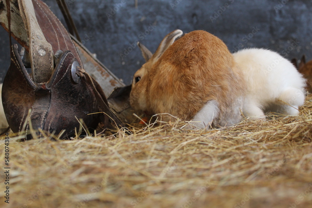 rabbits rabbits