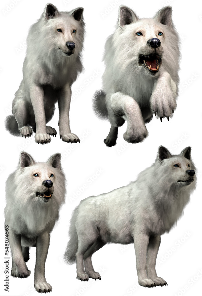 White wolves in various poses 3D renders	
