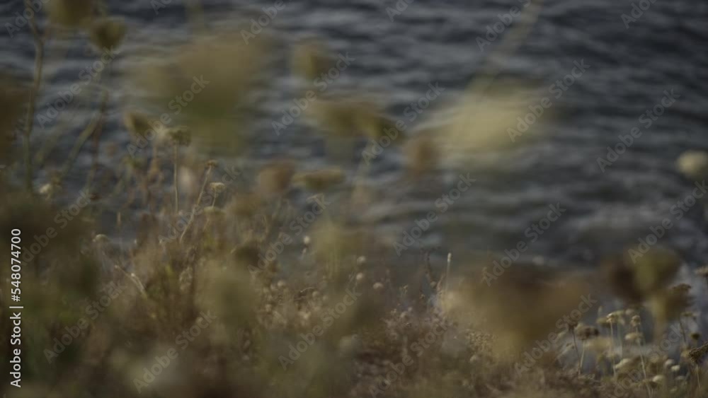 Rack focus view between some dry flowers and bushes and the mediterranean seacoast. Rack focus view between some dry flowers and bushes and the mediterranean seacoast.