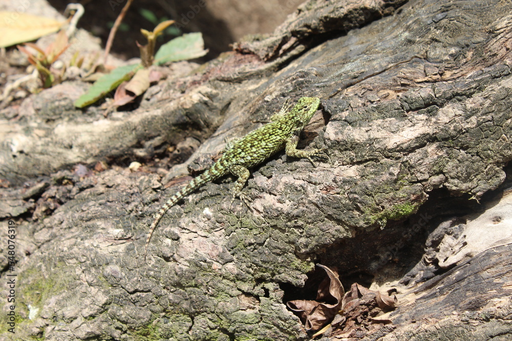 Obraz premium lizard on the stone