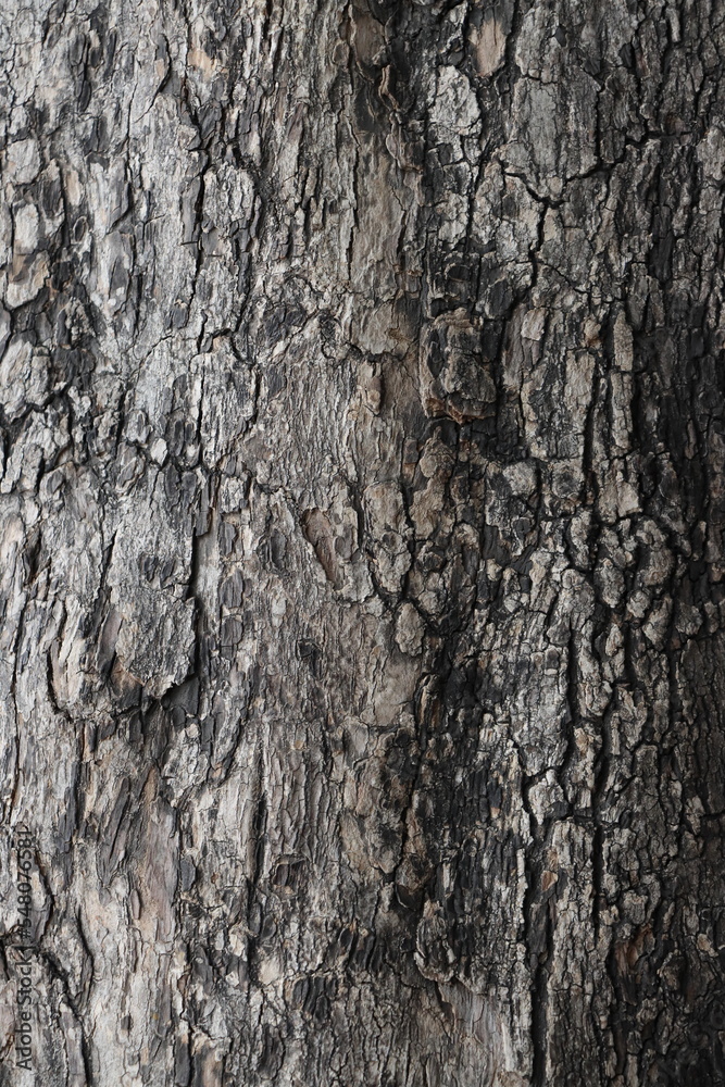 Fototapeta premium Highly textured tree trunk bark with brown shades and shadows