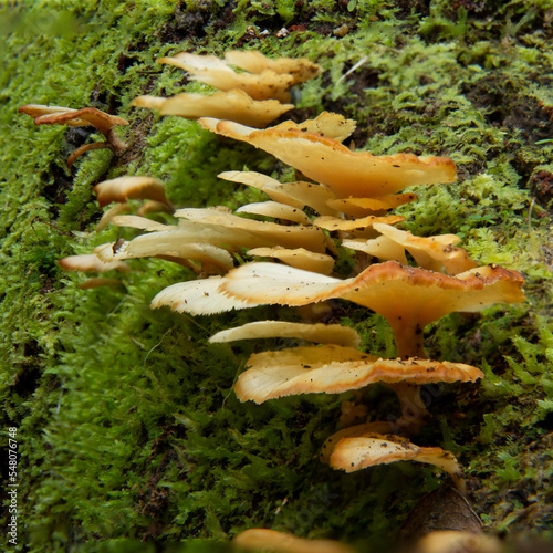 Amazon mushrooms