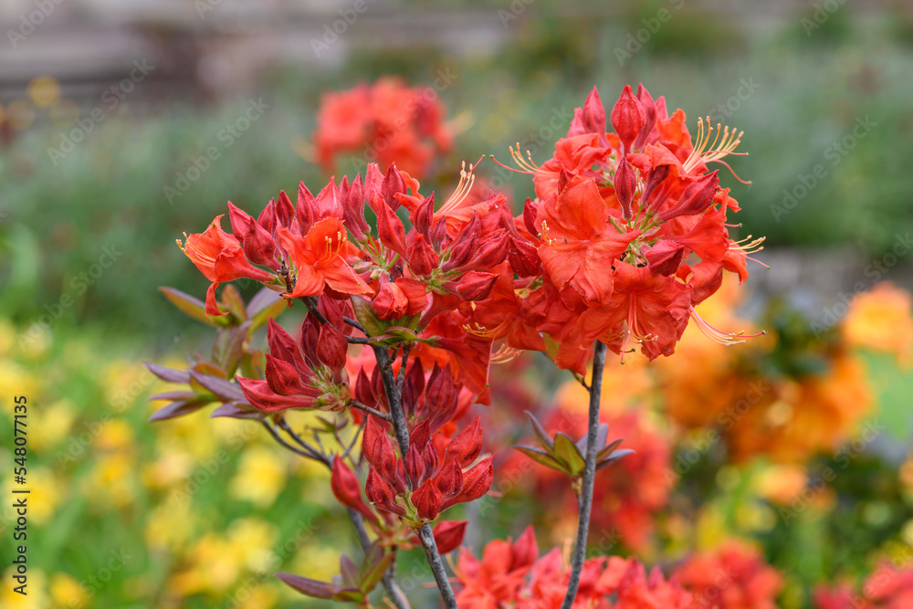 Close up of early azalea (rhododendron prinophyllum) flowers in bloom Close up of early azalea (rhododendron prinophyllum) flowers in bloom