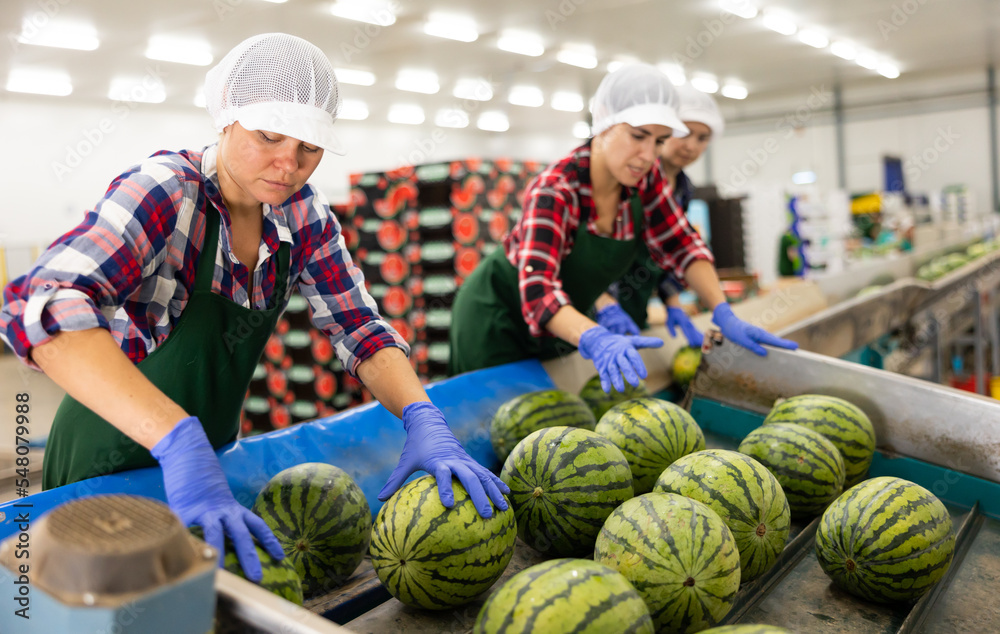 Fototapeta premium Women hardworking in agricultural facility, sorting watermelons at conveyor belt line.