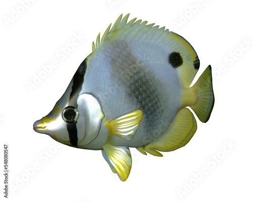 Butterflyfish - 3D render photo