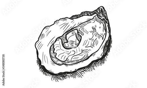 Oyster sketch vector illustration. Oyster shell