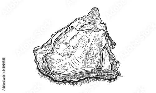 Oyster sketch vector illustration. Oyster shell