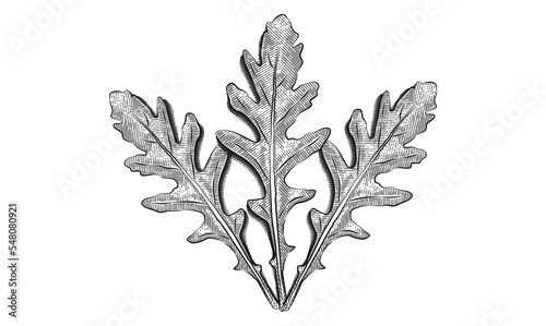 Hand drawn sketch arugula. Organic fresh food vector illustration isolated on white background. Retro vegetable rucola salad illustration. Engraved style botanical picture.